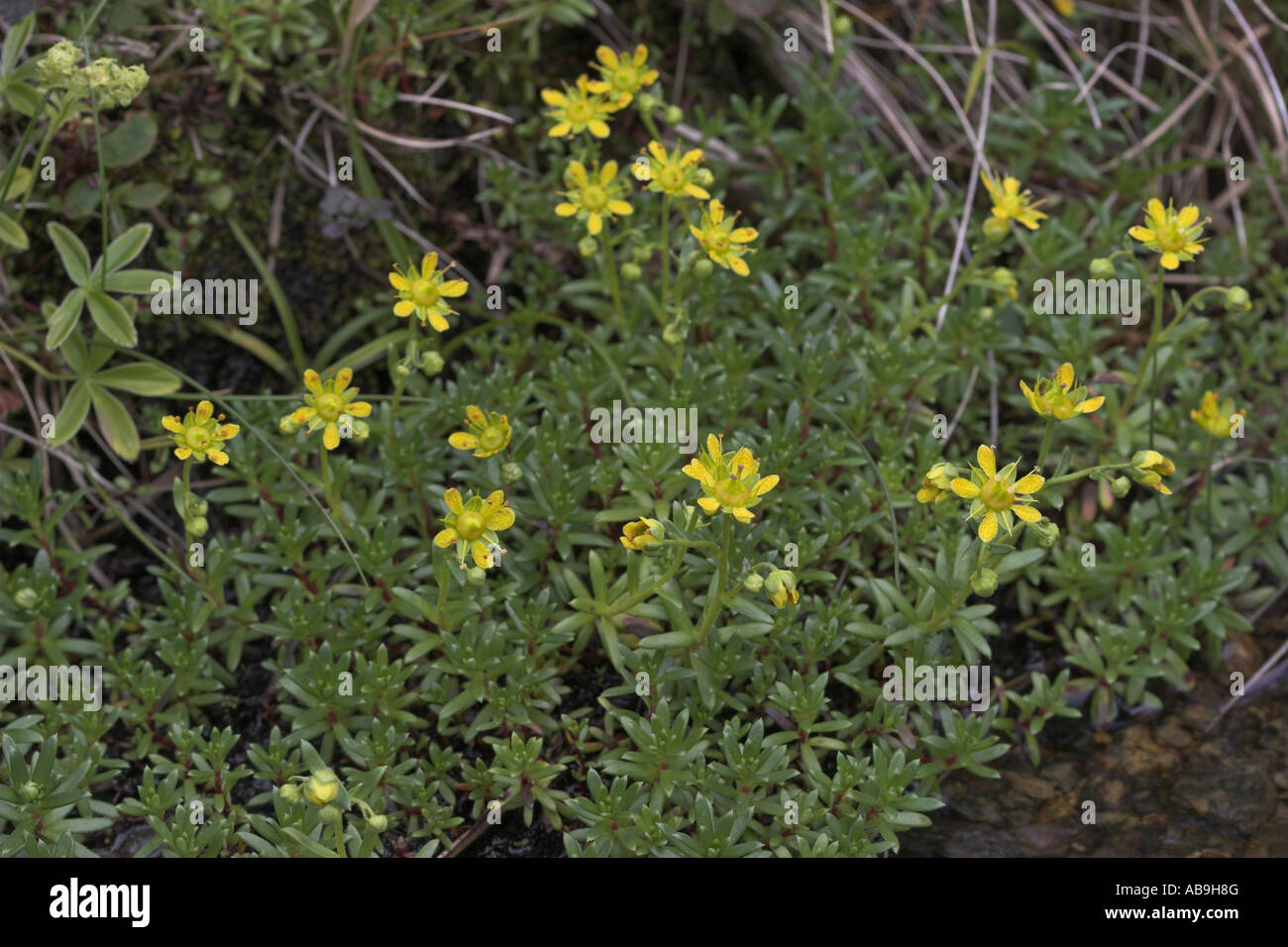 yellow saxifrage, yellow mountain saxifrage, evergreen saxifrage (Saxifraga aizoides) Stock Photo
