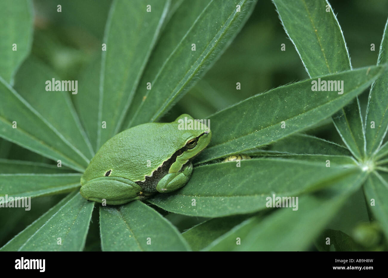 European treefrog, common treefrog, Central European treefrog (Hyla arborea), on Lupin leaf Stock Photo