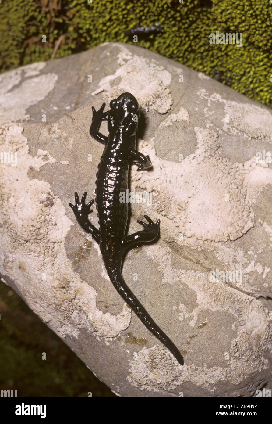 Alpine salamander, European Alpine salamander (Salamandra atra), on stone Stock Photo