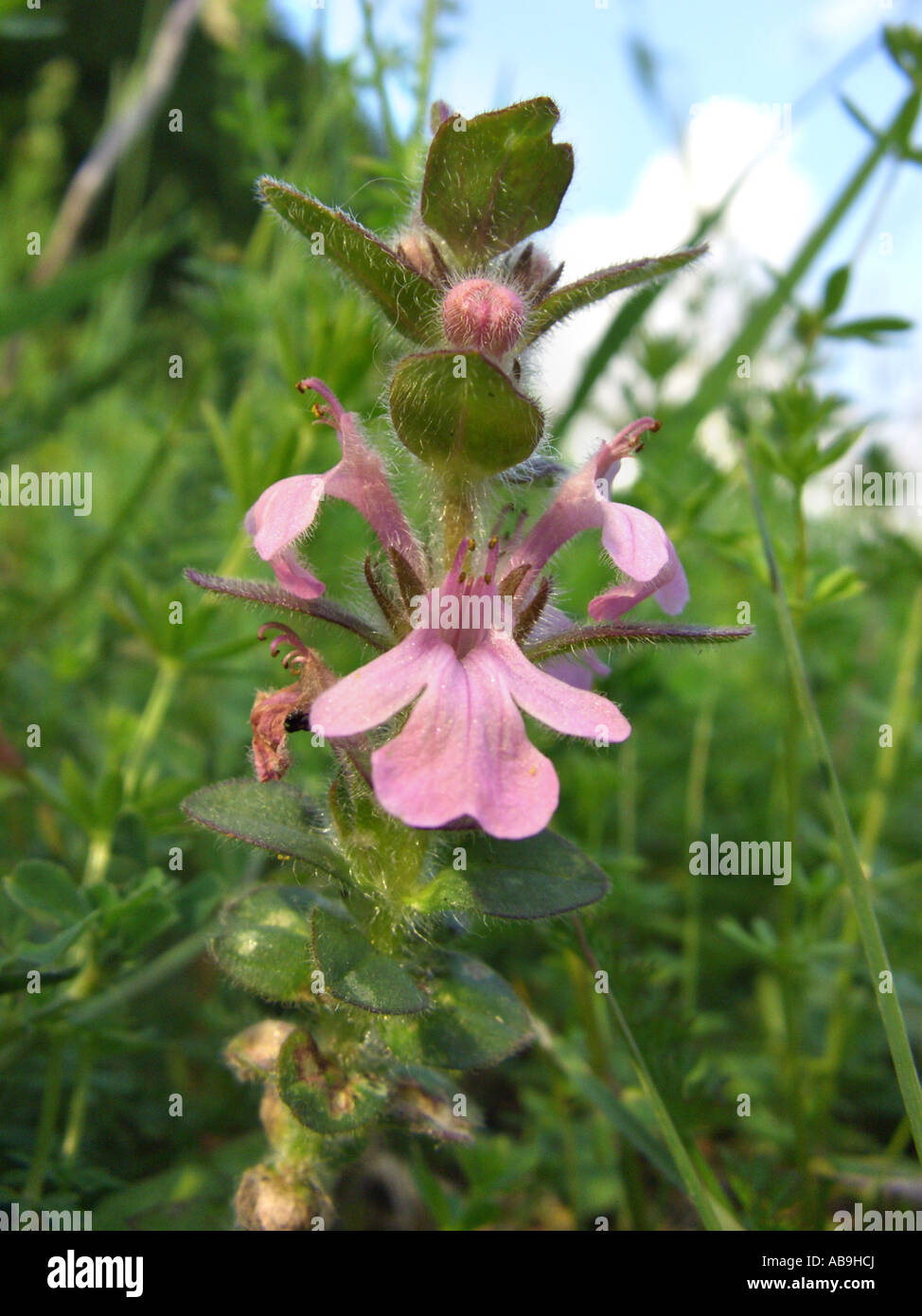 bugleweed, geneva bugle, Alpine bugleweed (Ajuga genevensis), uncommon with pink flowers Stock Photo