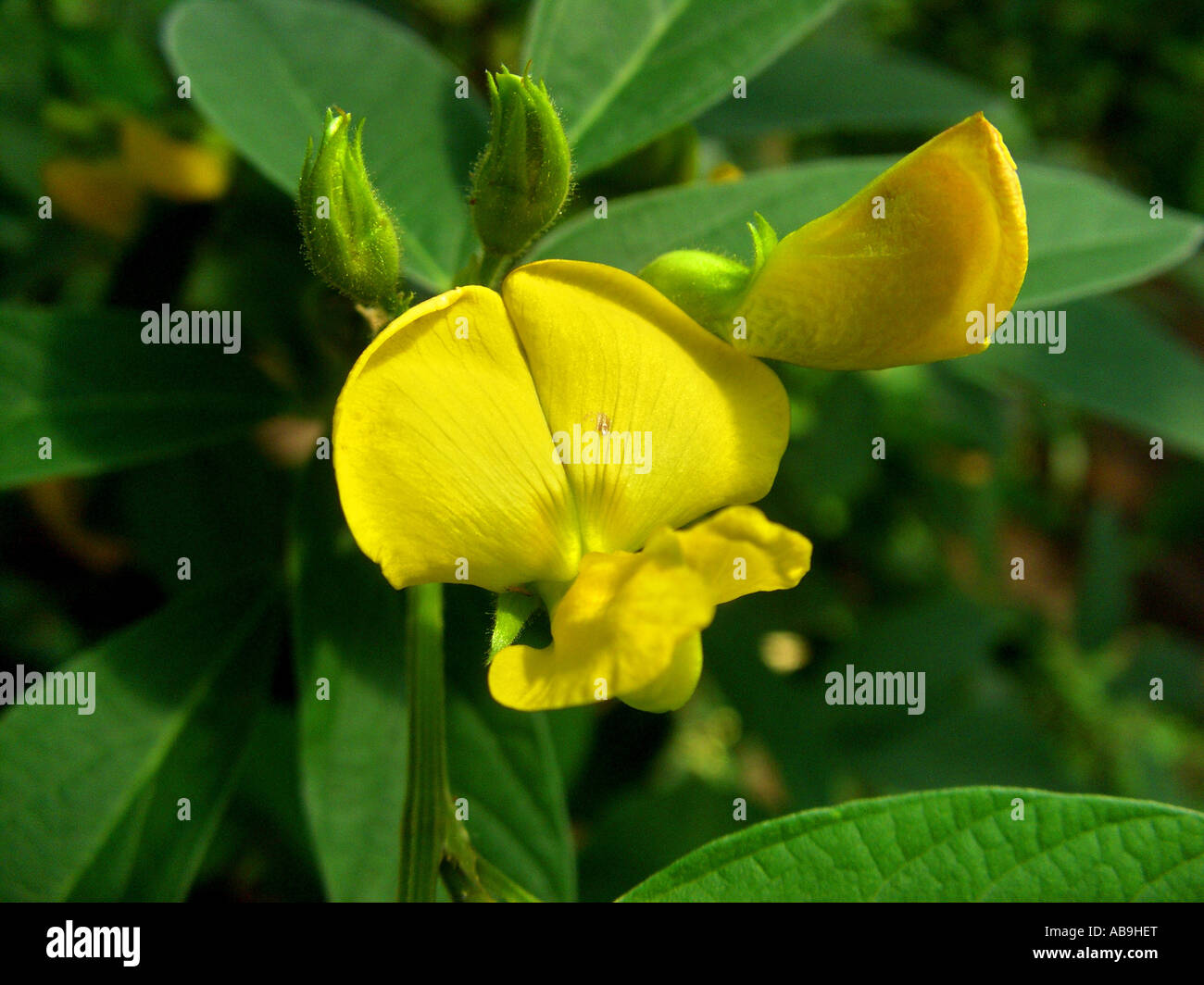 Pigeon pea, Congo pea, Gungo pea, Gunga pea, noeye pea (Cajanus cajan, Cajanus indicus), flower