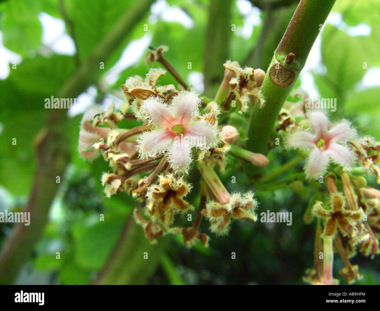 Peruvian bark, Quinine, Quinine Bark, Yellow Quinine, Yellow Quinine Bark Cinchona officinalis