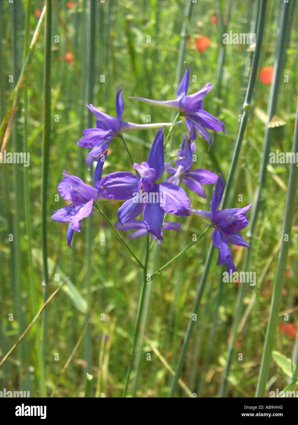 forking larkspur, field larkspur (Consolida regalis, Delphinium consolida), blooming in corn field, Germany, Hesse Stock Photo