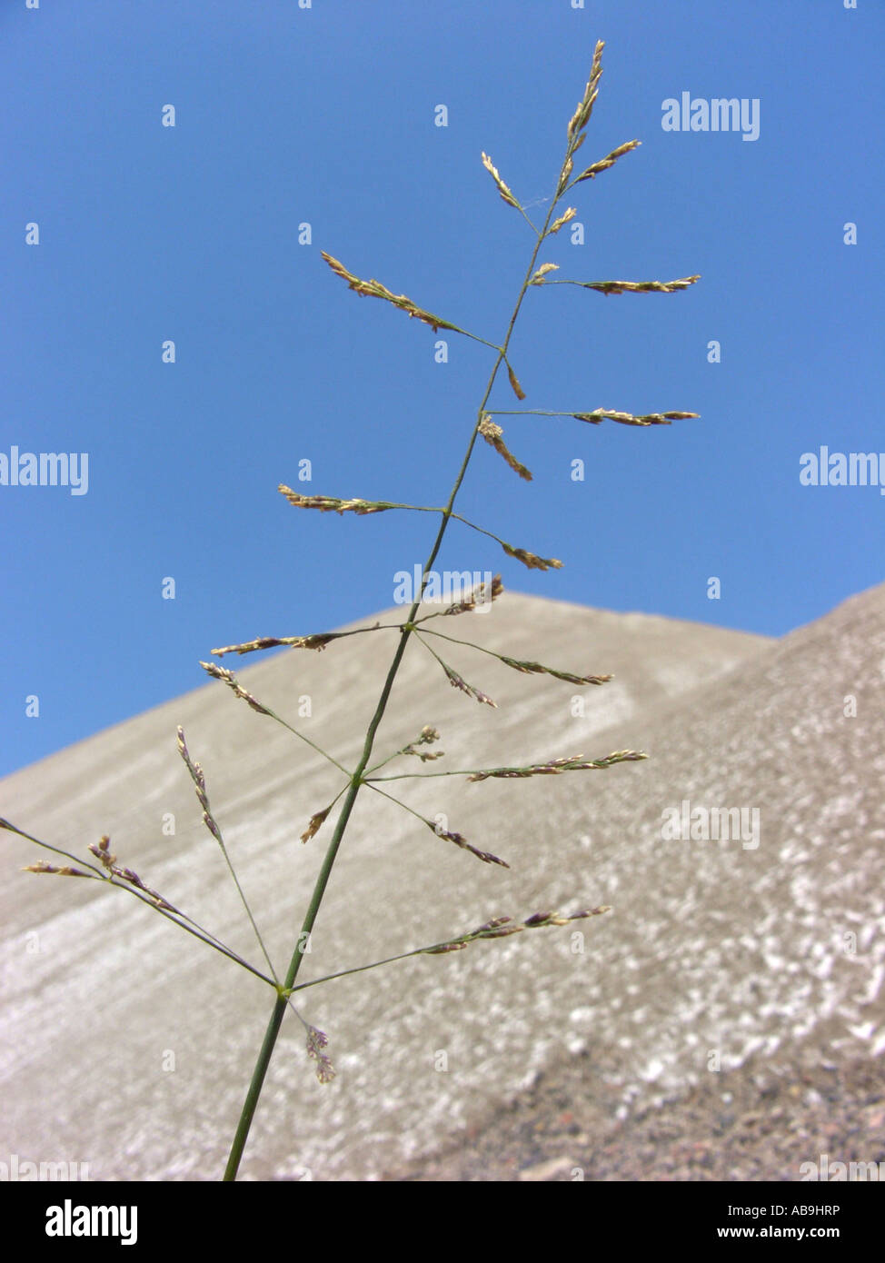 reflexed saltmarsh-grass (Puccinellia distans), halophyt, blooming at the foot of a salt heap, Germany, Hesse Stock Photo