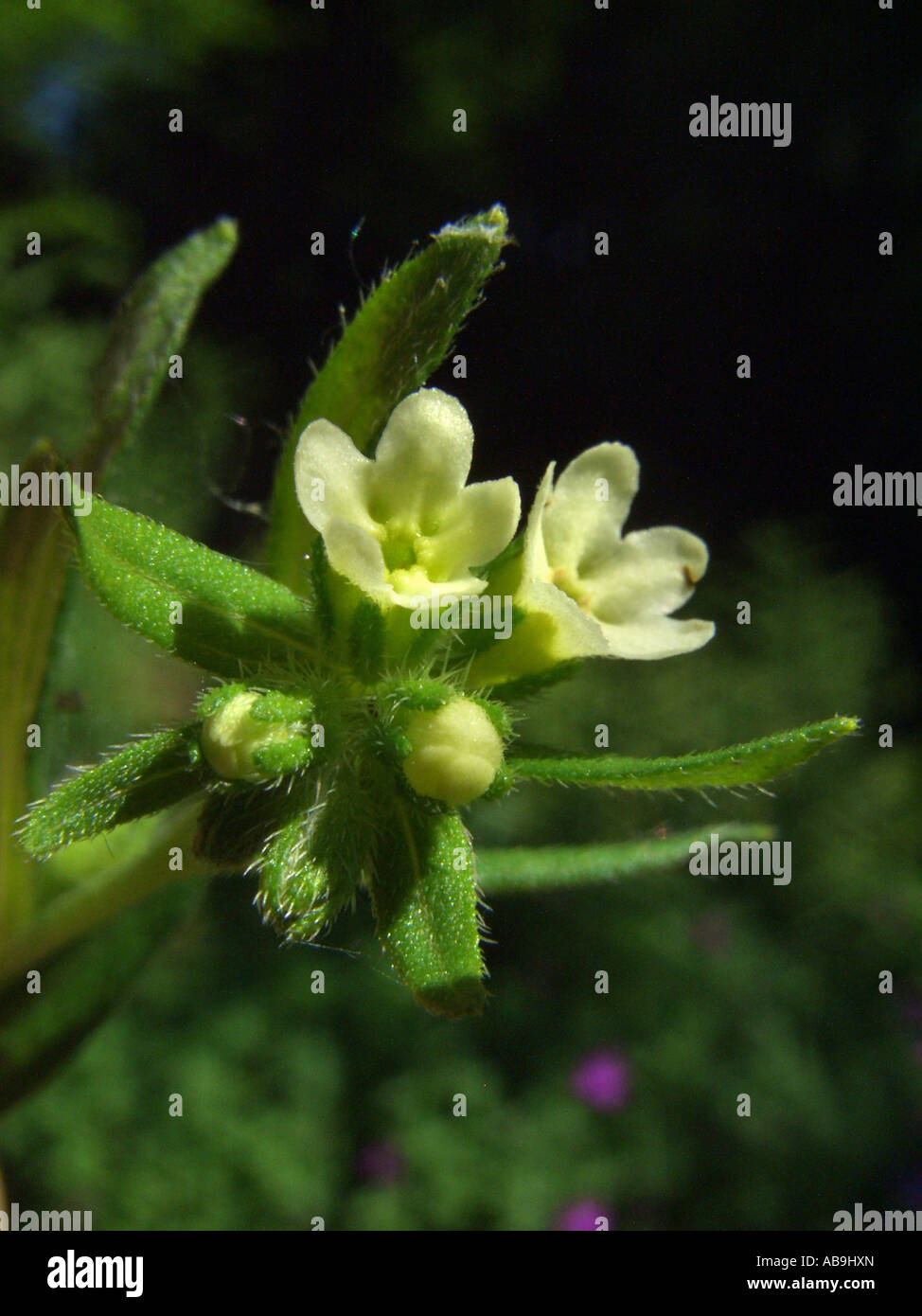 common gromwell, pearl gromwell, European gromwell (Lithospermum officinale), blooming, Germany Stock Photo