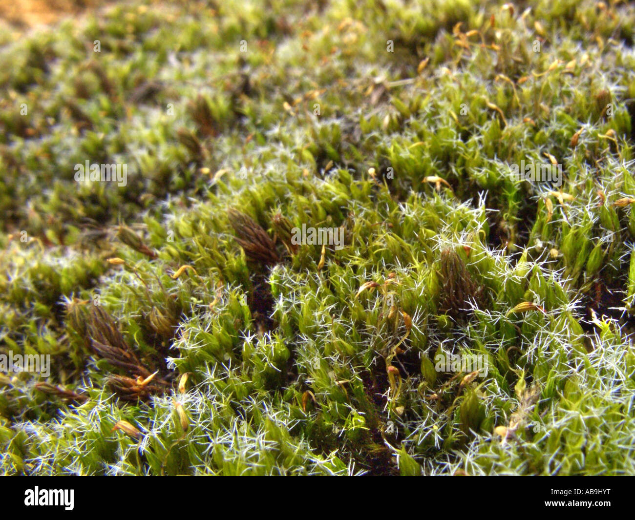 campylopus moss (Campylopus introflexus), population, Germany, North Rhine-Westphalia Stock Photo