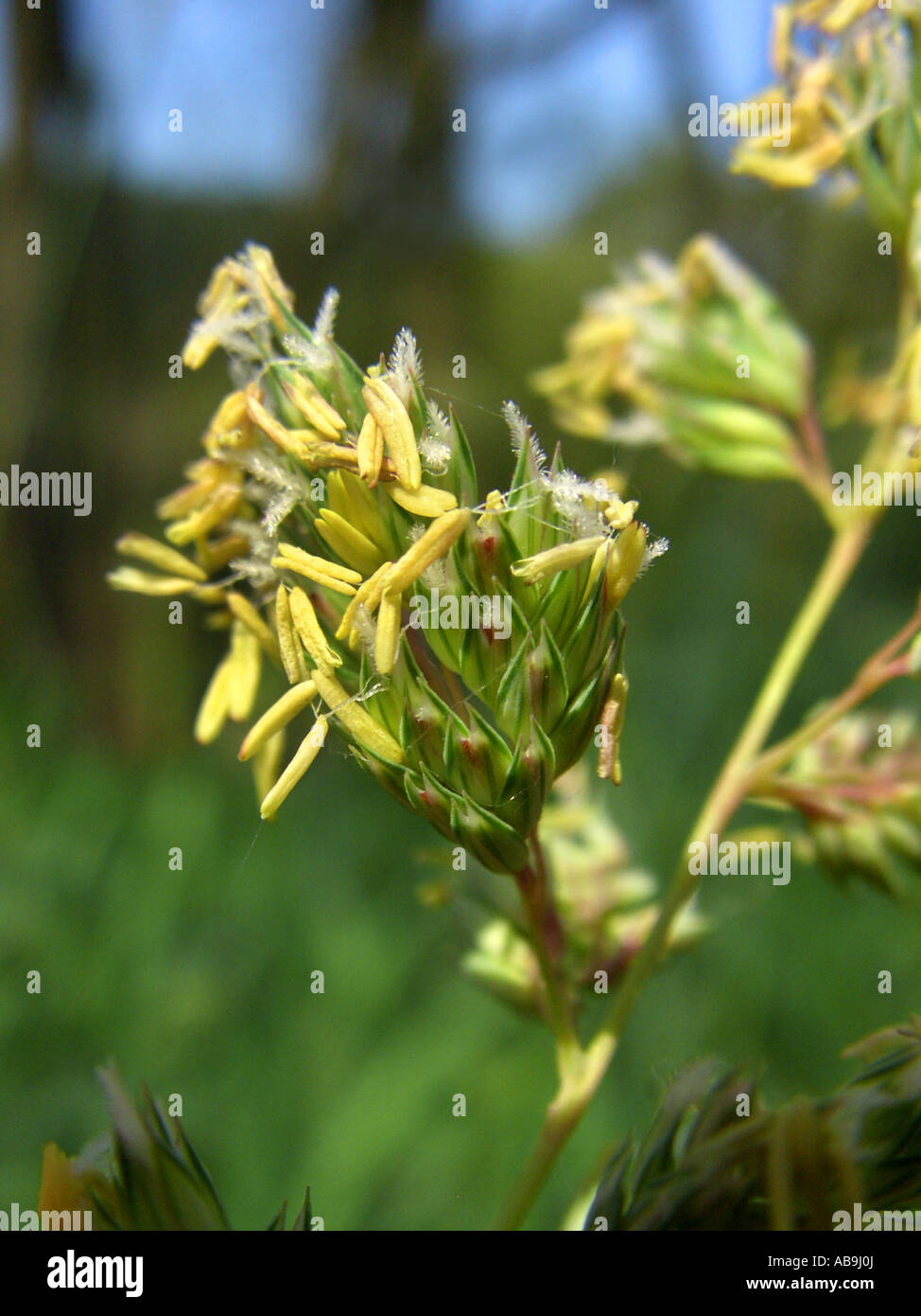 reed Canary grass (Phalaris arundinacea), spikelets, Germany Stock Photo