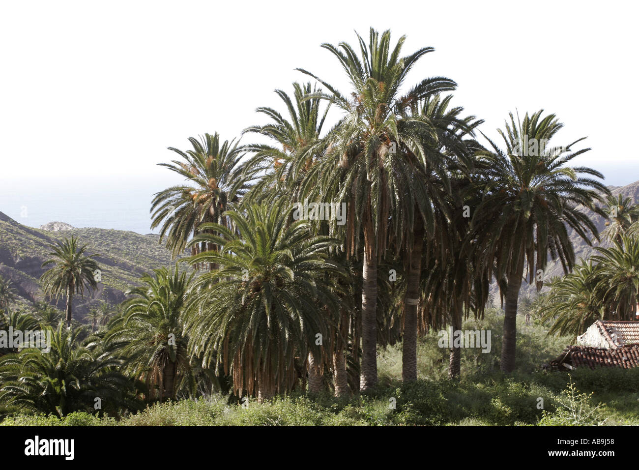 Canary Island date palm, dwarf date palm (Phoenix canariensis), Spain