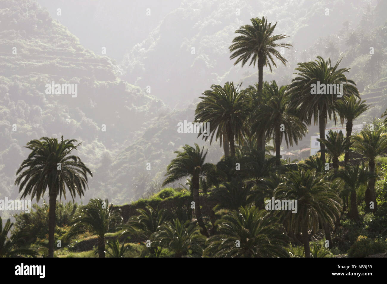 Canary Island date palm, dwarf date palm (Phoenix canariensis), Spain
