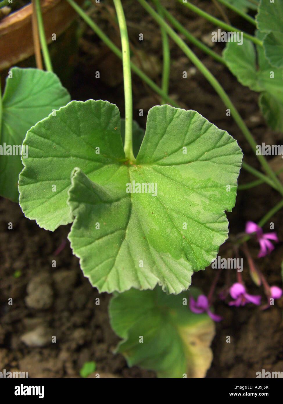geranium (Pelargonium sidoides, Pelargonium reniforme), plant from which is made the medicament Umckaloabo, leaf Stock Photo