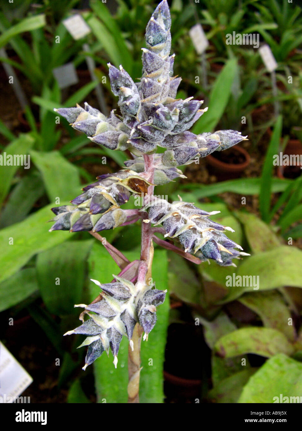 Aechmea pyramidalis (Aechmea pyramidalis), inflorescence Stock Photo