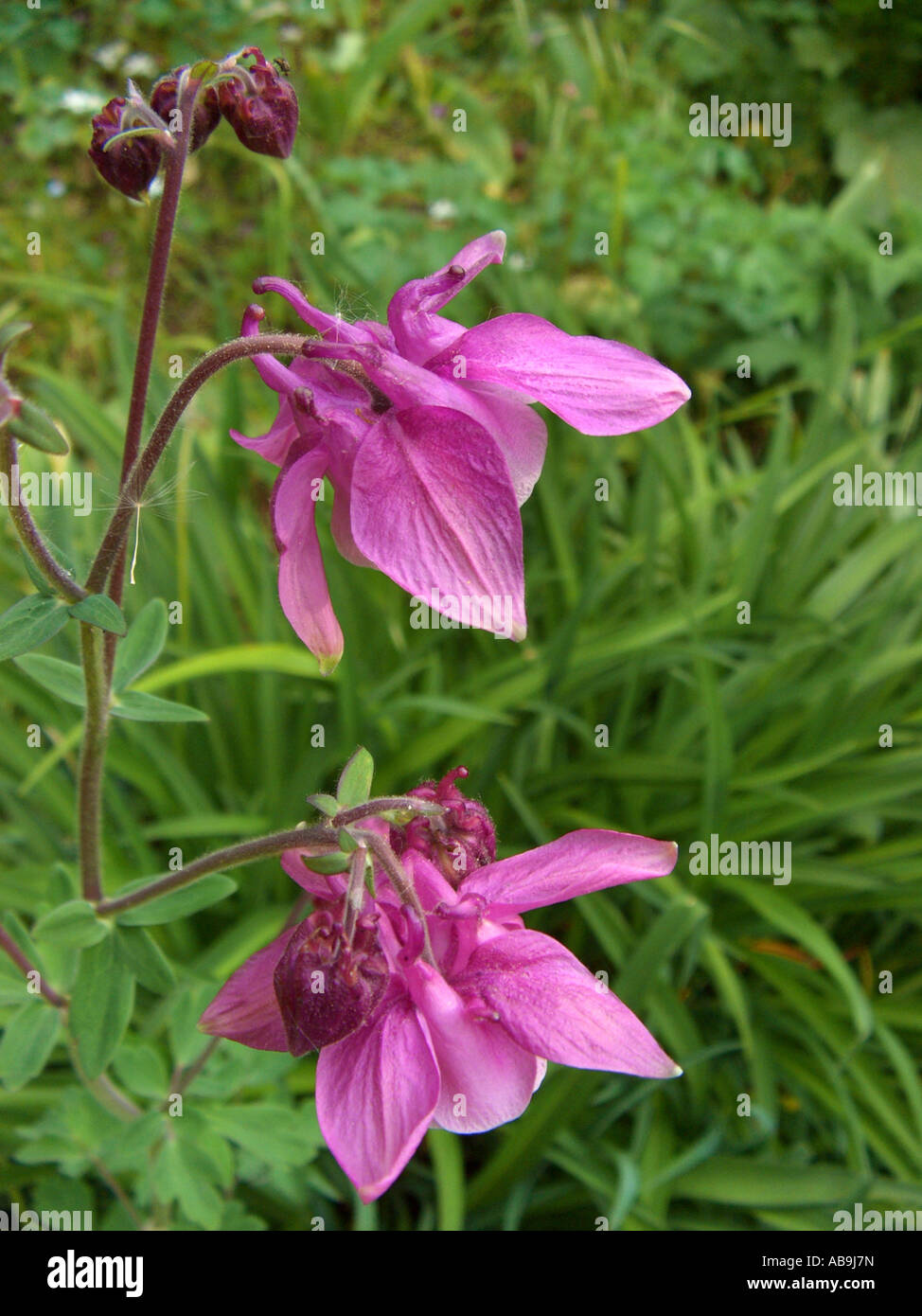 columbine (Aquilegia-Hybride), flowers Stock Photo