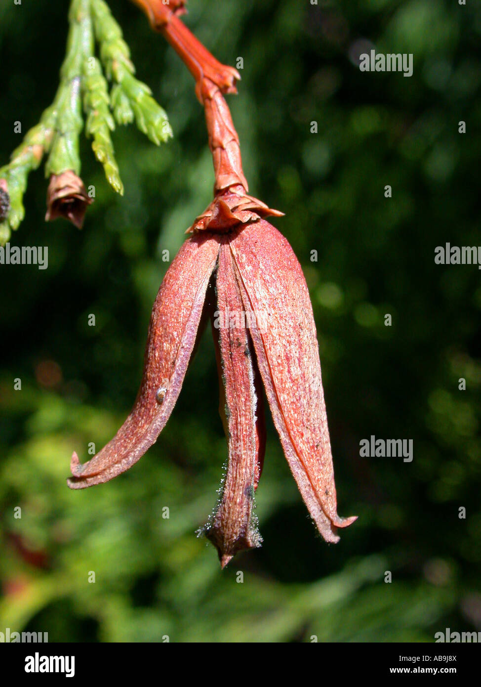 incense cedar, Californian white cedar (Calocedrus decurrens), cone