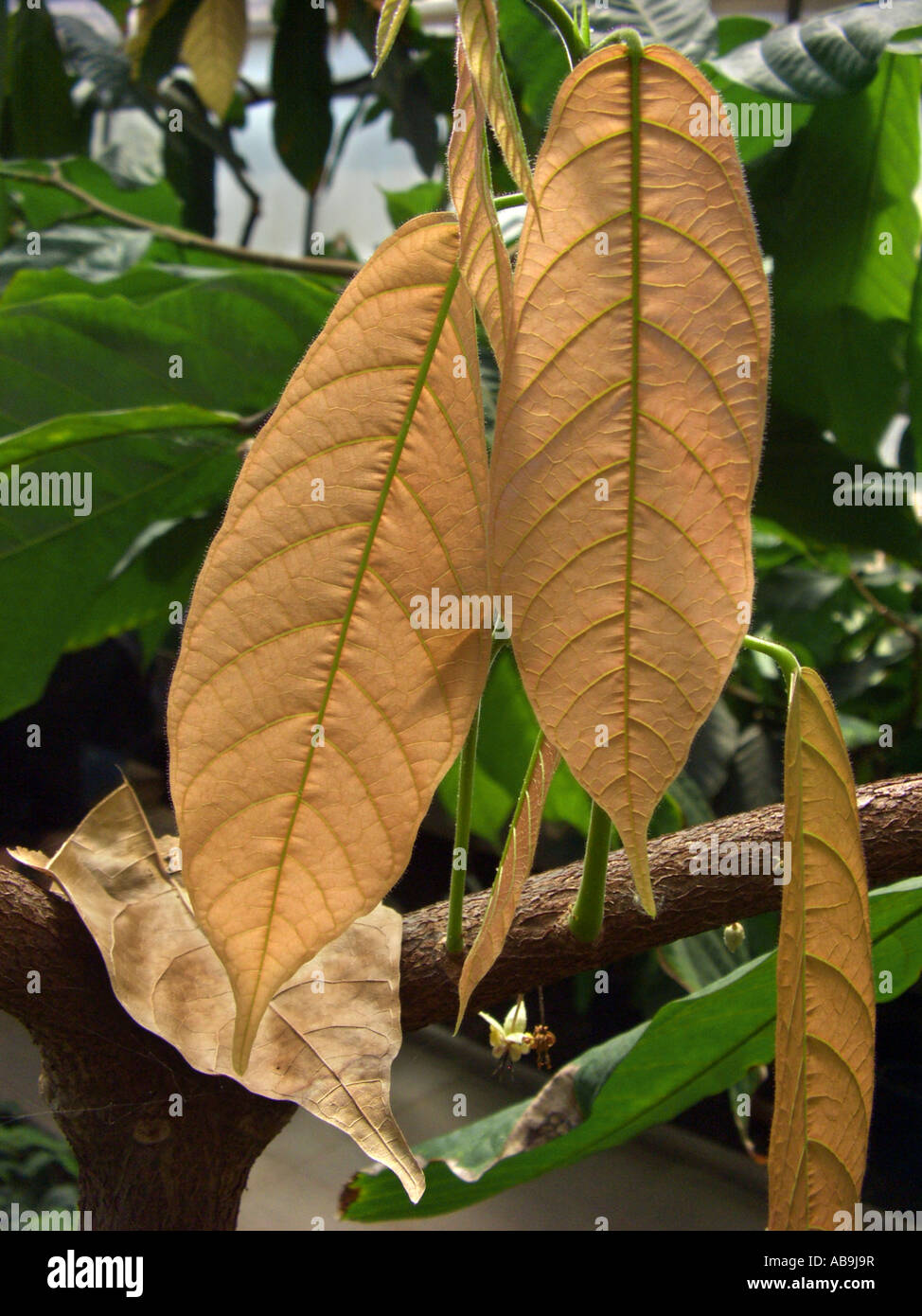 chocolate, cocoa tree (Theobroma cacao), young leaves Stock Photo Alamy