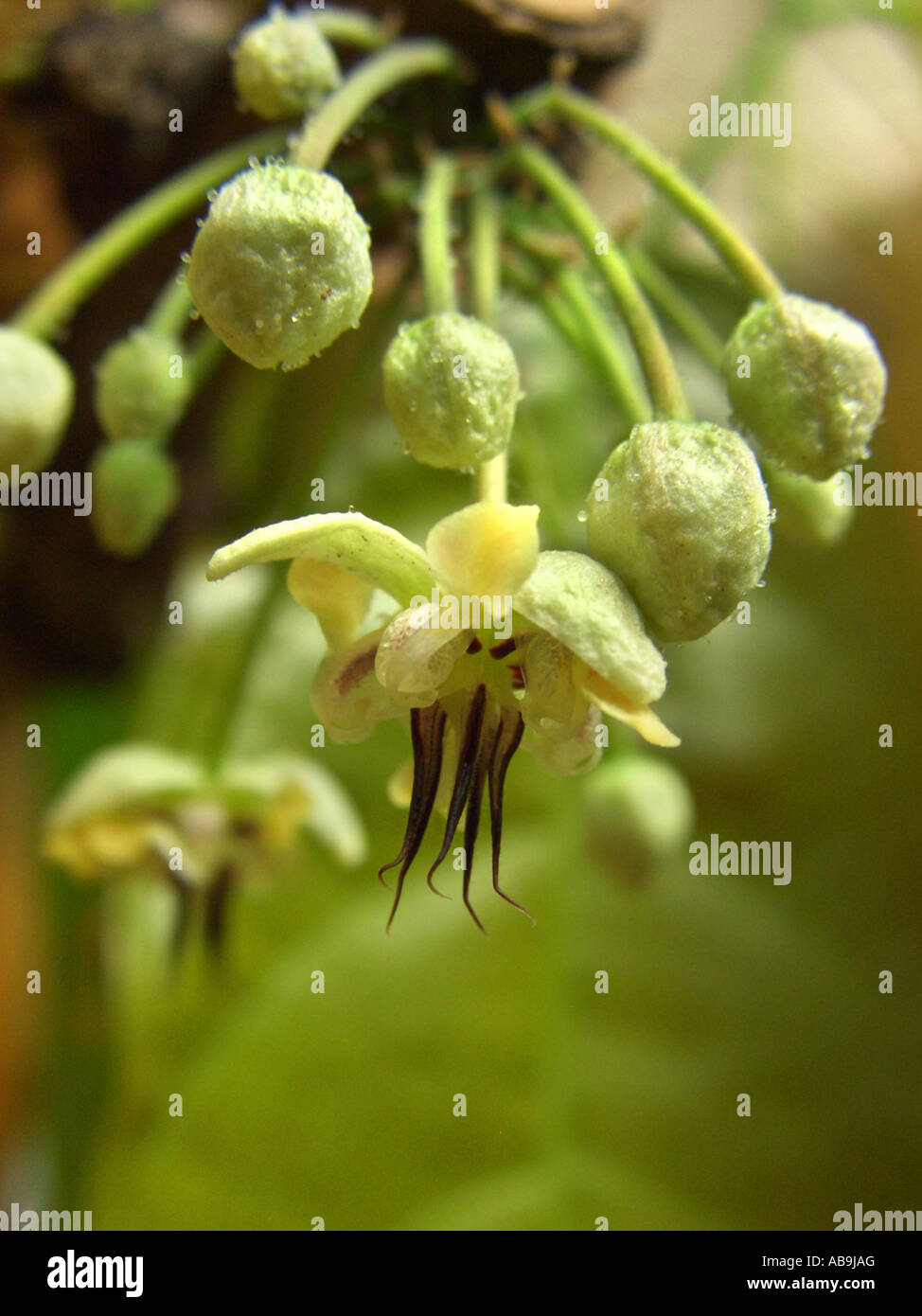chocolate, cocoa tree (Theobroma cacao), flowers Stock Photo Alamy