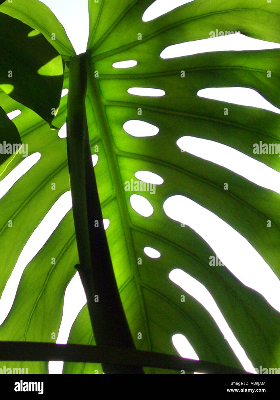 Ceriman Swiss Cheese Plant Split Leaf Philodendron Window Leaf