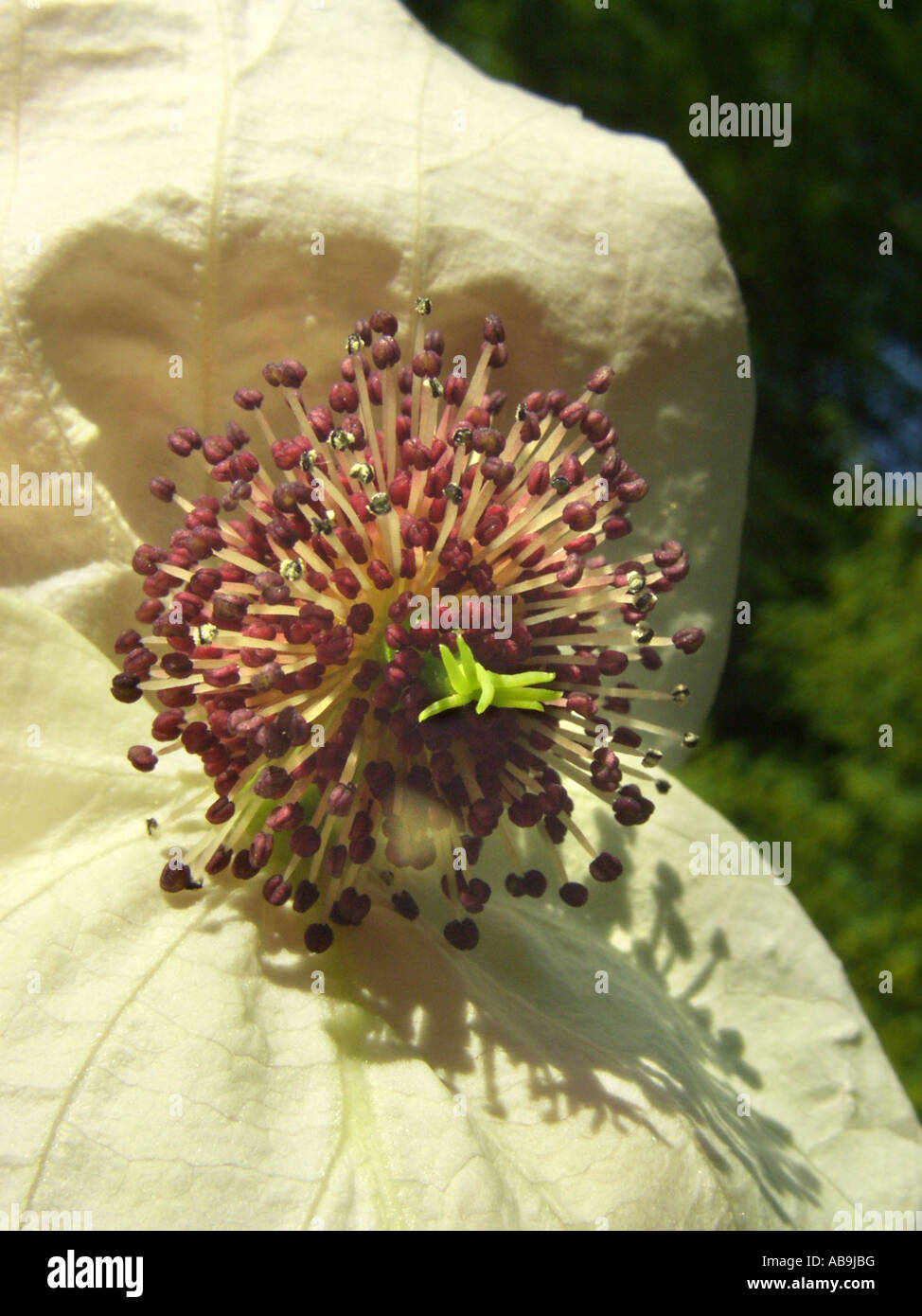 pocket-handkerchief tree (Davidia involucrata var. vilmoriana), inflorescence with many male and only one female flower Stock Photo