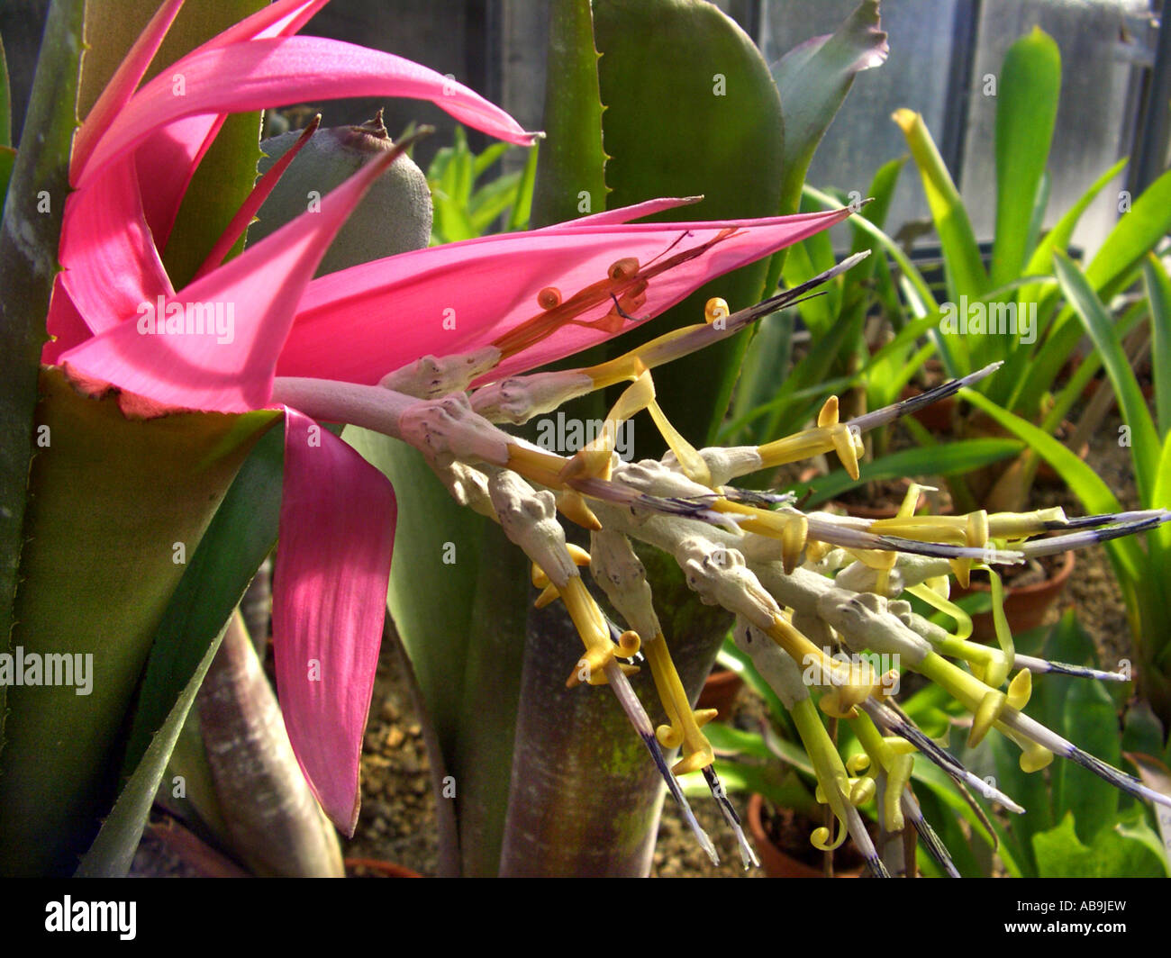 Billbergia (Billbergia zebrina), inflorescence with couloured bracts Stock Photo