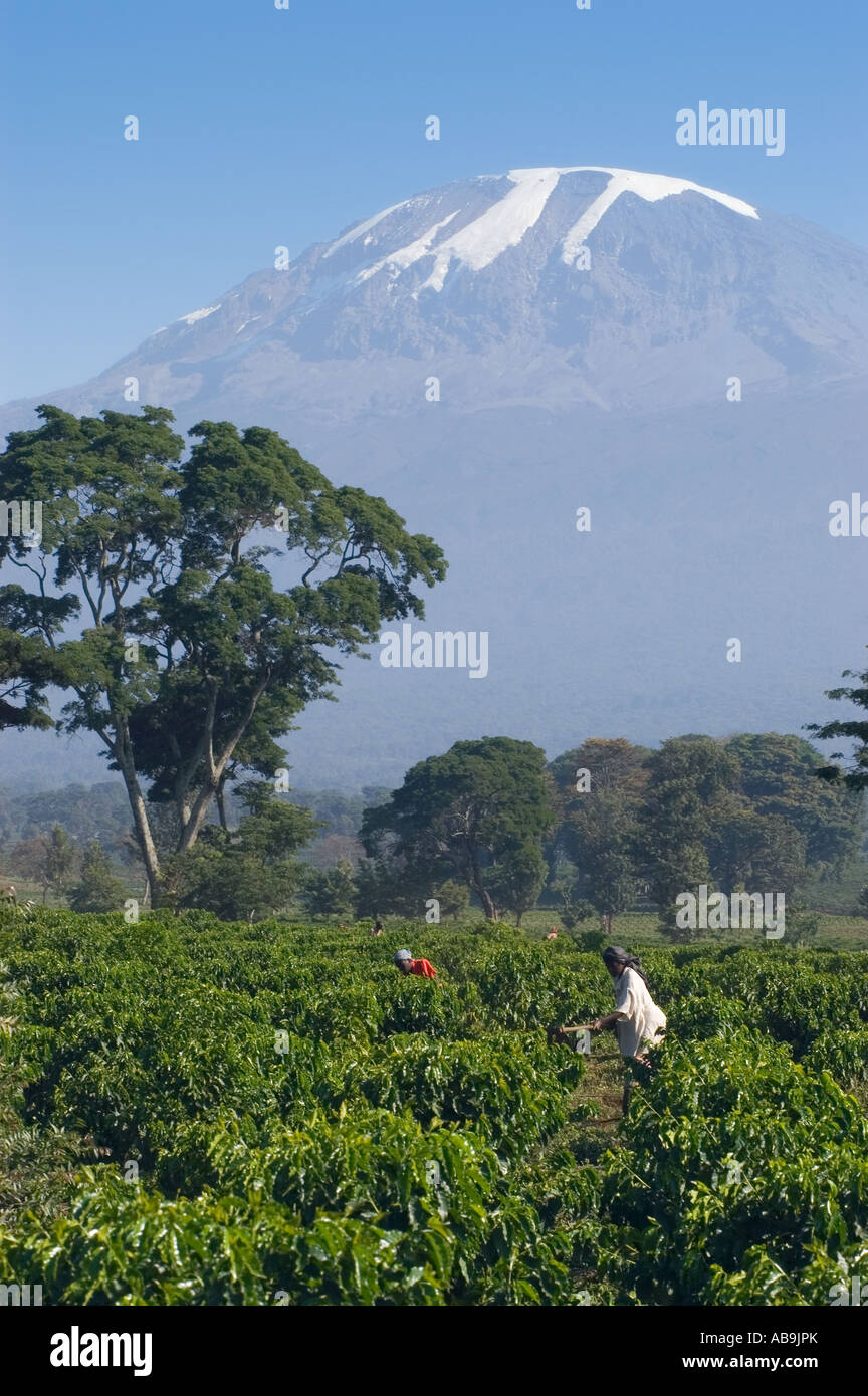 Workers weeding a coffee plantation - Coffea arabica - Kilimanjaro Region, Tanzania Stock Photo