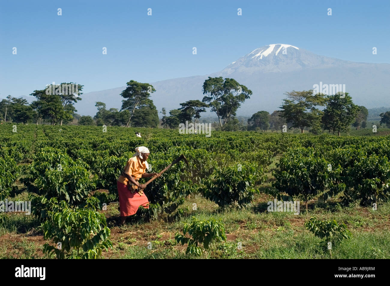 Woman weeding a coffee plantation with a hoe - Coffea arabica - Kilimanjaro Region Tanzania Stock Photo