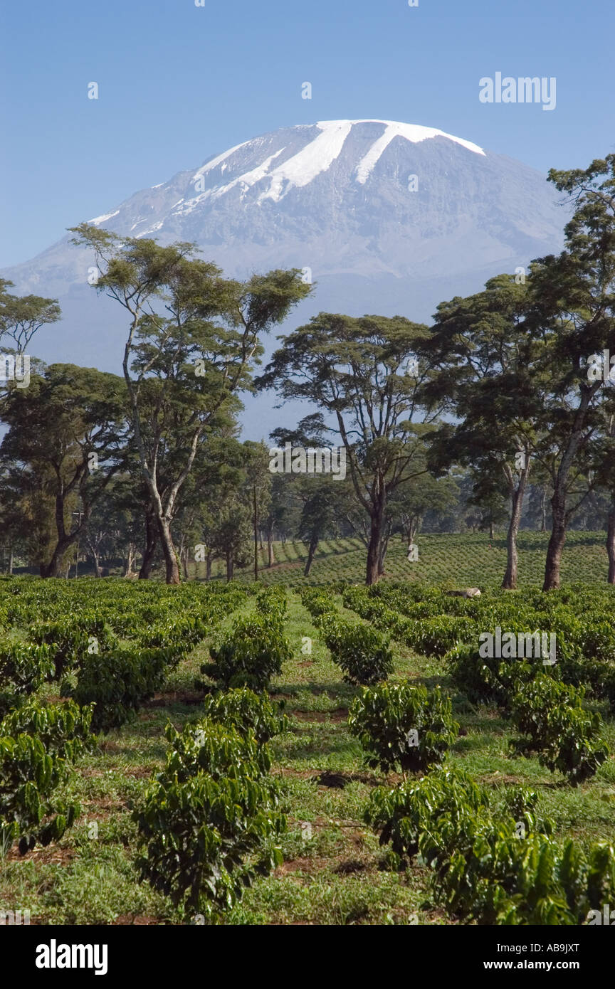 Young coffee trees (Coffea arabica) planted in rows, coffee estate in Kilimanjaro Region, Tanzania Stock Photo