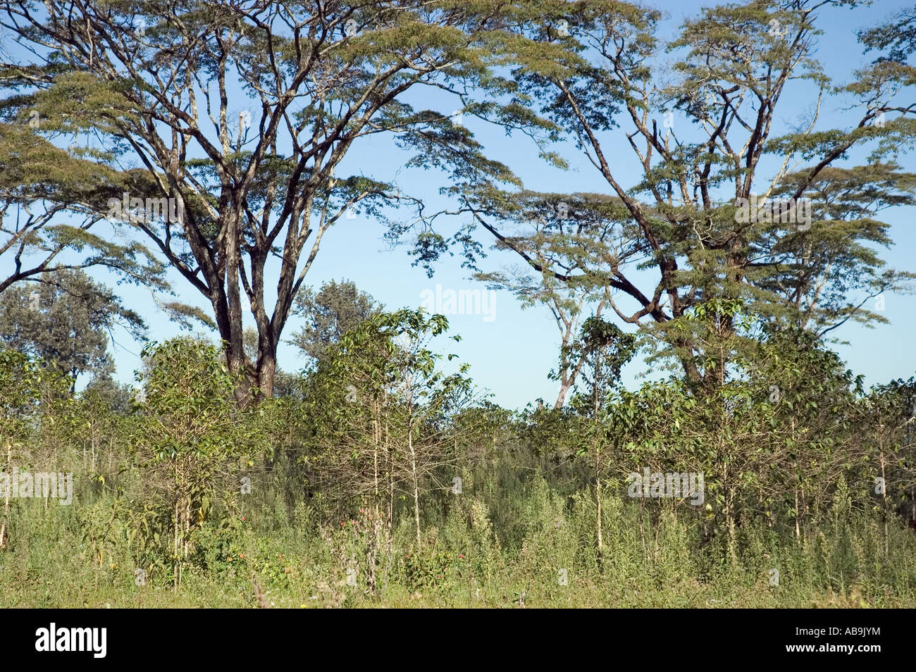Badly managed coffee plantation with shade trees, Lyamungu Tanzania Stock Photo