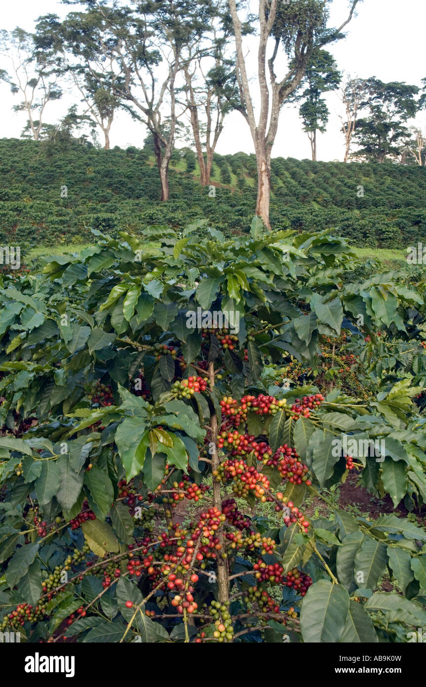 Coffee trees with ripe berries growing under shade trees, Mweka, Kilimanjaro Region, Tanzania
