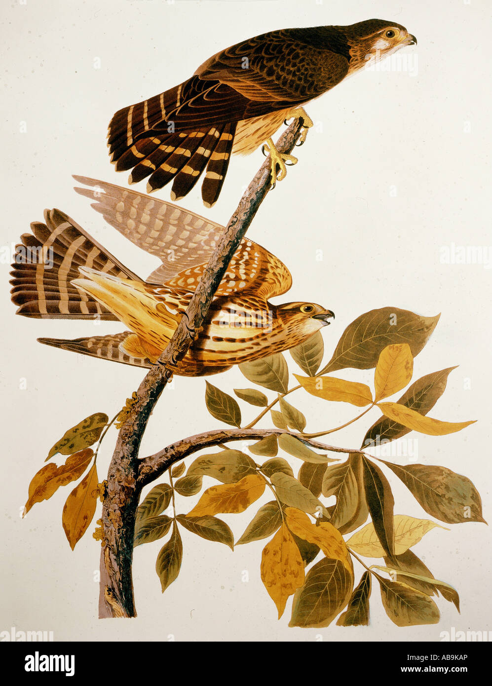 zoology, birds, Merlin (Falco columbarius), Aquatinta, 'The Birds of America' by John James Audubon, 1827 - 1838, private collection, Washington DC, , Stock Photo