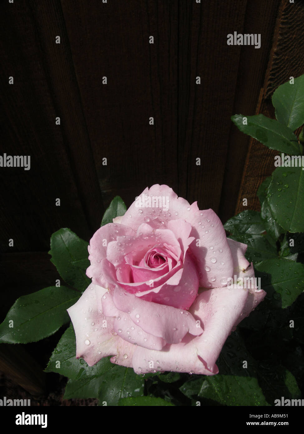 Beautiful blooming pink rose hi-res stock photography and images - Alamy