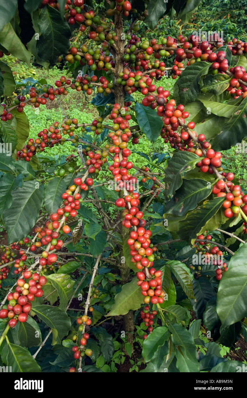 Branches with ripe, red coffee berries ready to be harvested, Coffea arabica, Mweka village
