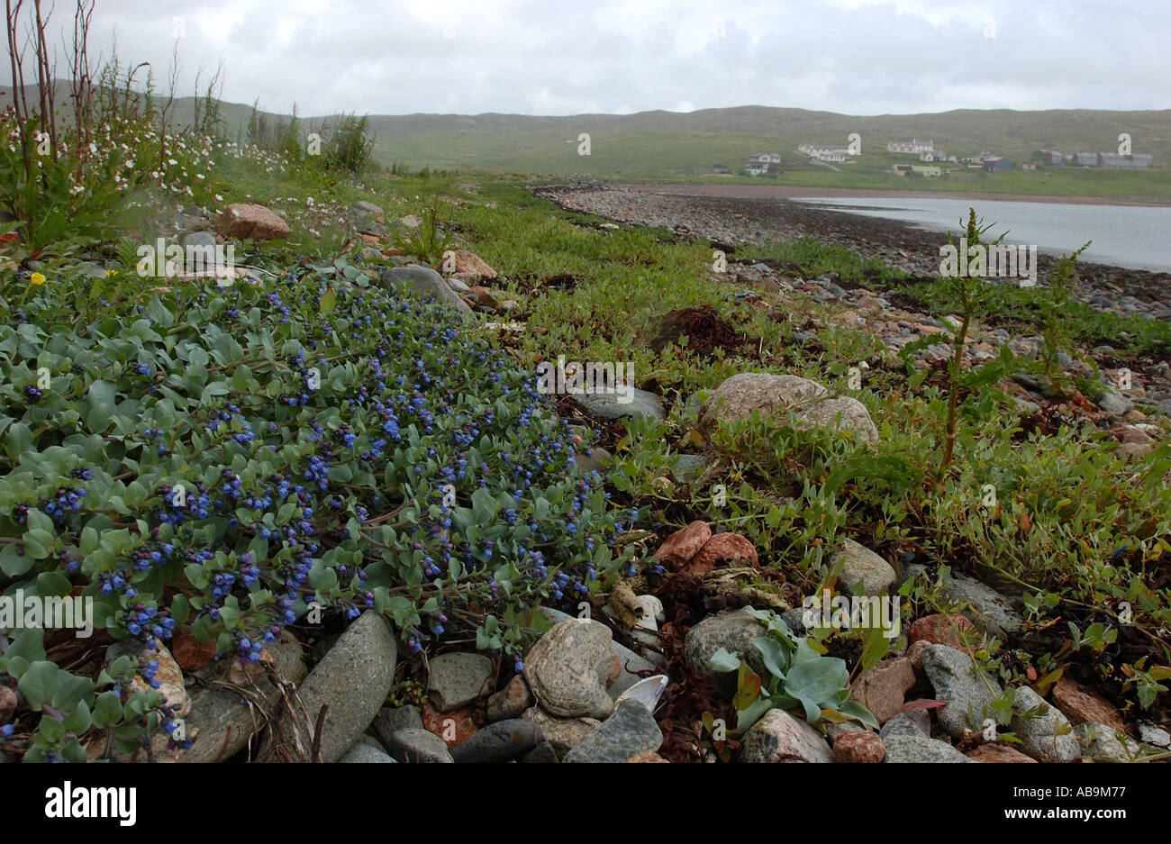 Oyster Plant on rocky beach Shetland UK Stock Photo
