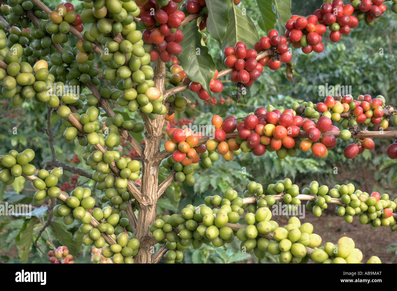 Coffee tree, Coffea arabica, branches with coffee berries, close-up: red berries (ripe) green (immature), Tanzania Stock Photo
