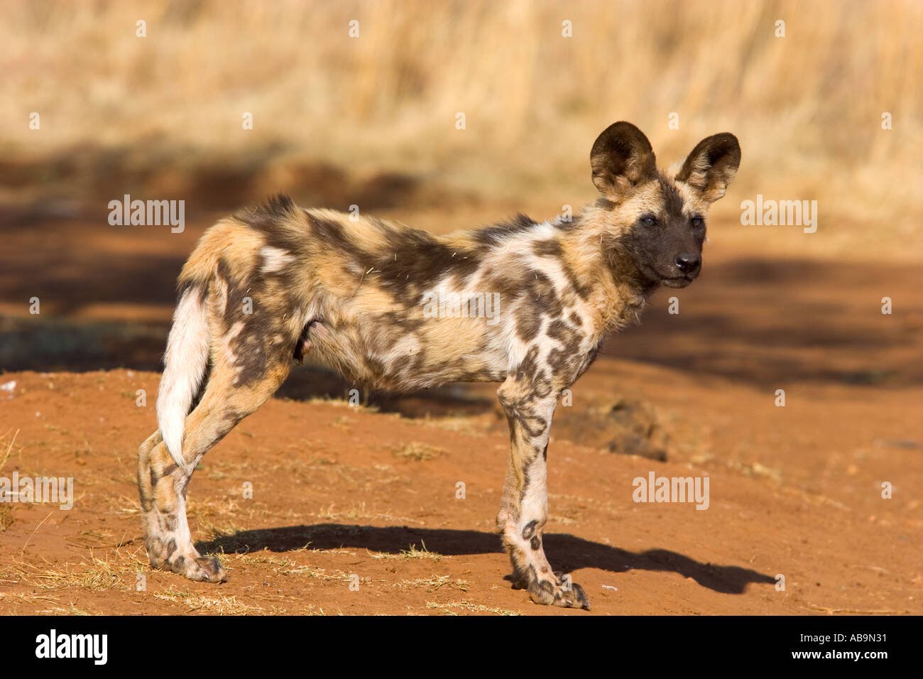 Wild dog African hunting dog painted dog Stock Photo