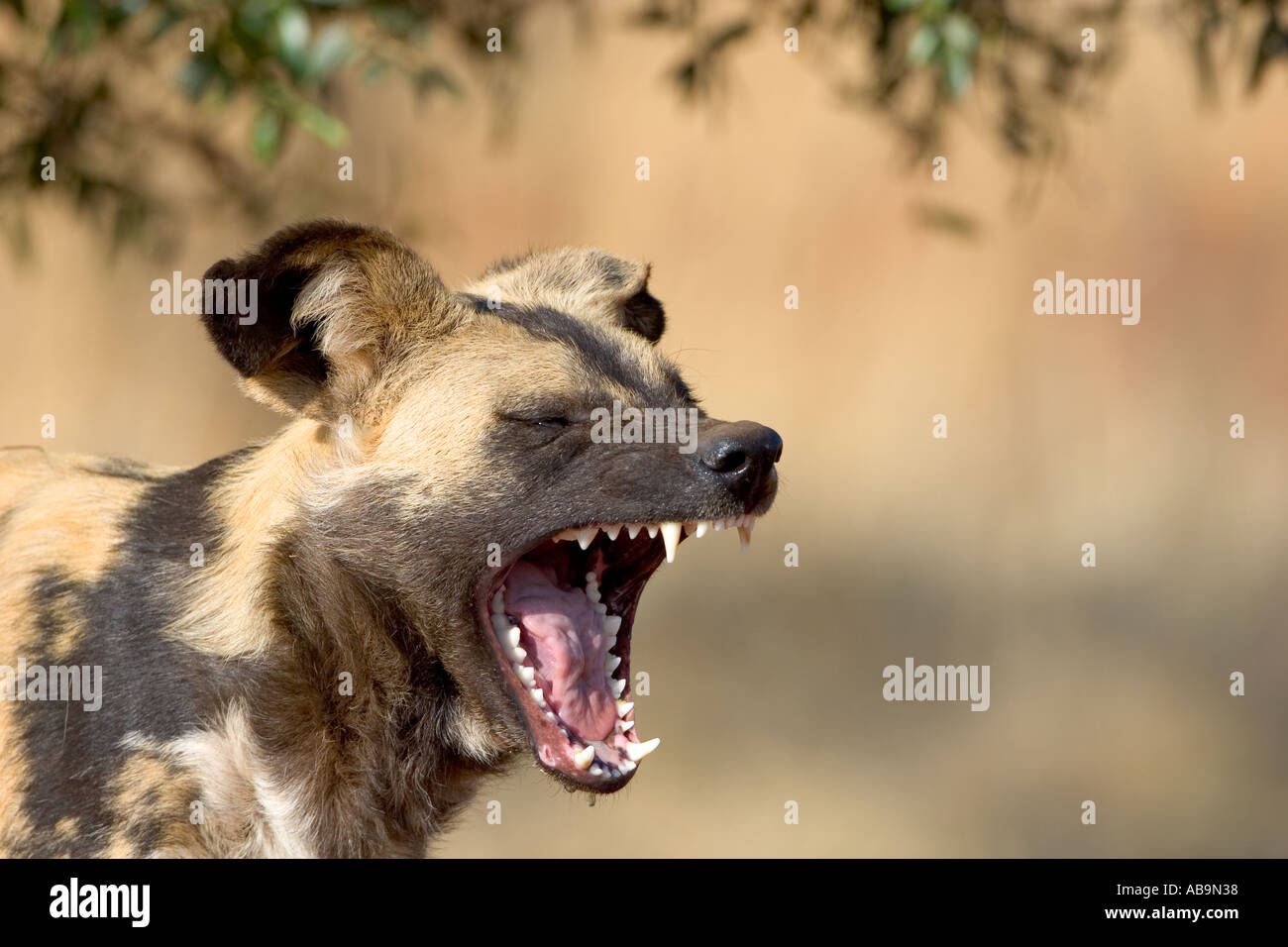 Wild dog African hunting dog painted dog Stock Photo