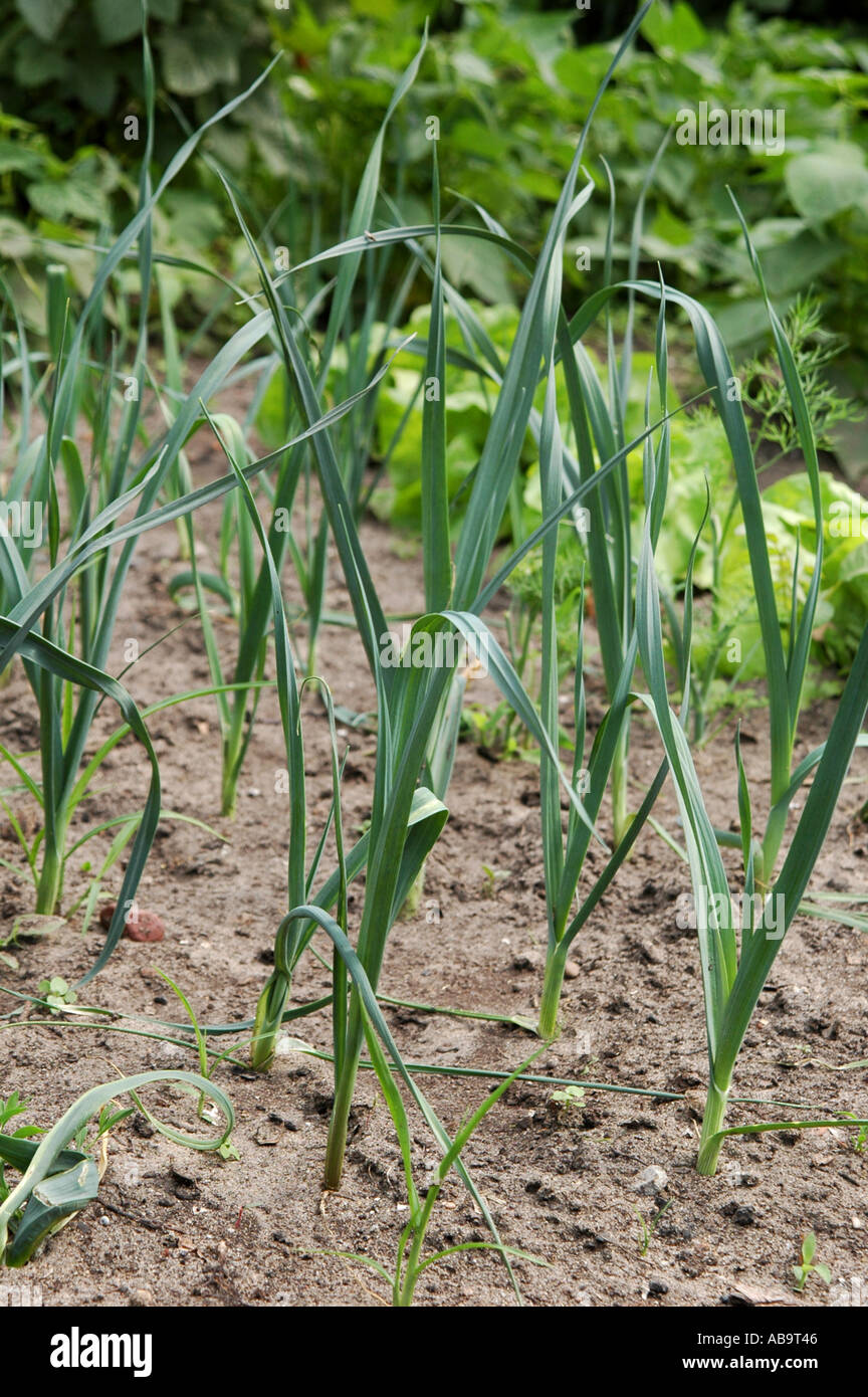 Garlic grown in the garden Stock Photo Alamy
