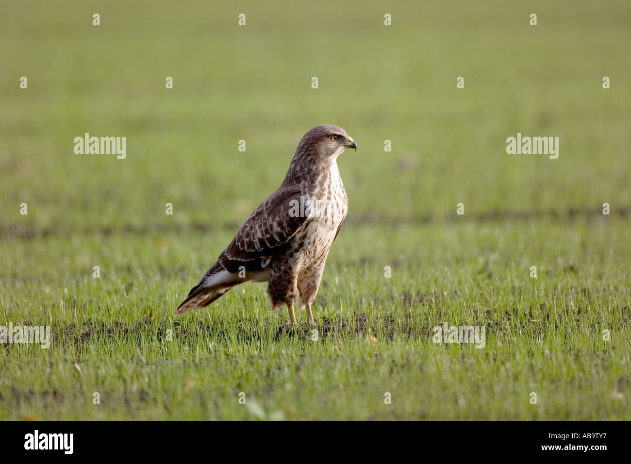 Common buzzard hunting for earthworms in autumn Stock Photo