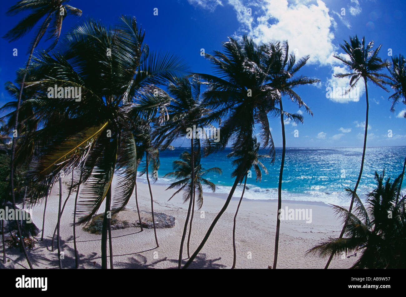 Palm trees at Bottom Bay South East Coast Barbados Stock Photo