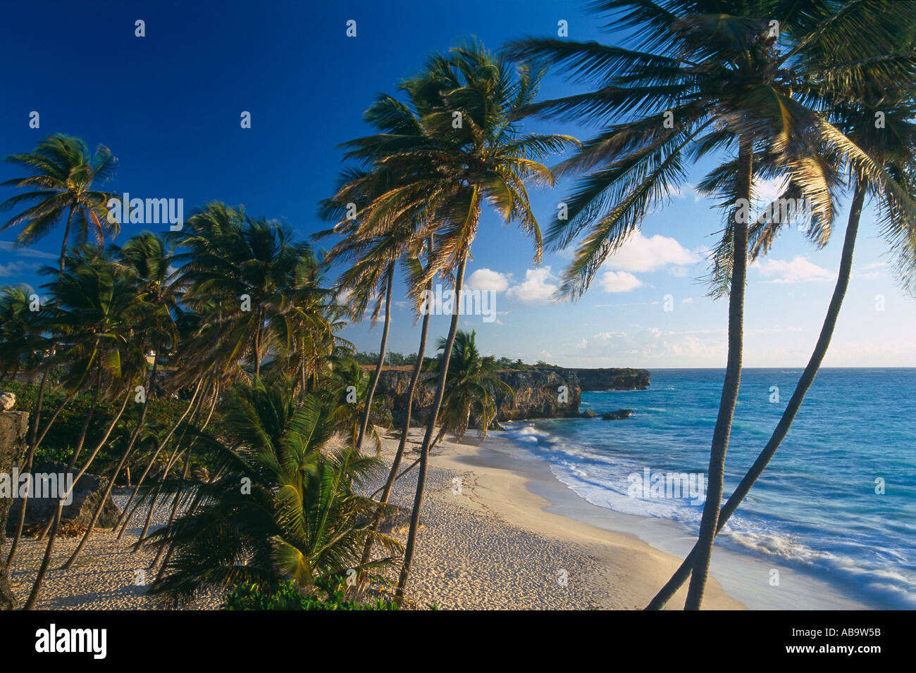 palm trees at Bottom Bay South East Coast Barbados Stock Photo