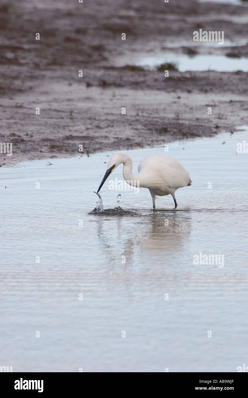 Little Egret catching a small fish in a pool beside the River Dee estuary Stock Photo
