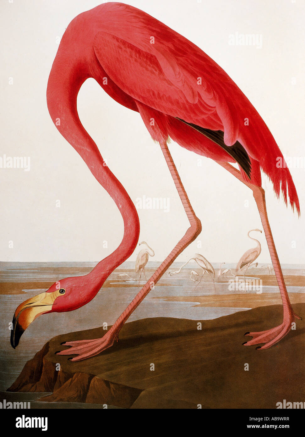 zoology, birds, Flamingo (Phoenicopterus ruber), Aquatinta, 'The Birds of America' by John James Audubon, 1827 - 1838, private collection, Washington DC, , Stock Photo