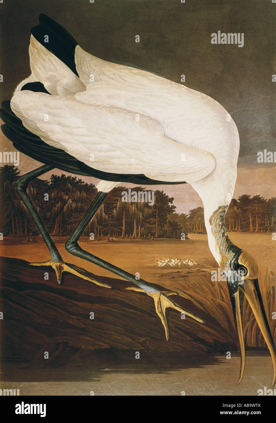 zoology, birds, Wood Stork (Mycteria americana), Aquatinta, 'The Birds of America' by John James Audubon, 1827 - 1838, private collection, Washington DC, , Stock Photo