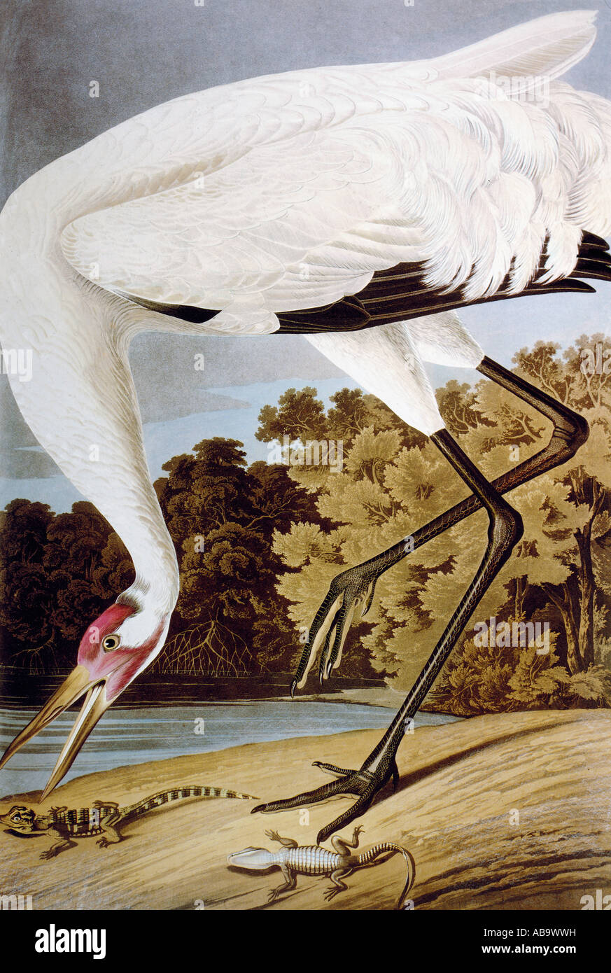 zoology, birds, Whooping Crane ((Grus americana), Aquatinta, 'The Birds of America' by John James Audubon, 1827 - 1838, private collection, Washington DC, , Stock Photo