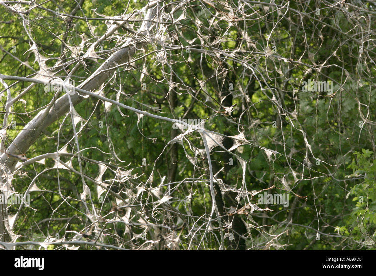 Bird cherry Ermine larvae eating Stock Photo