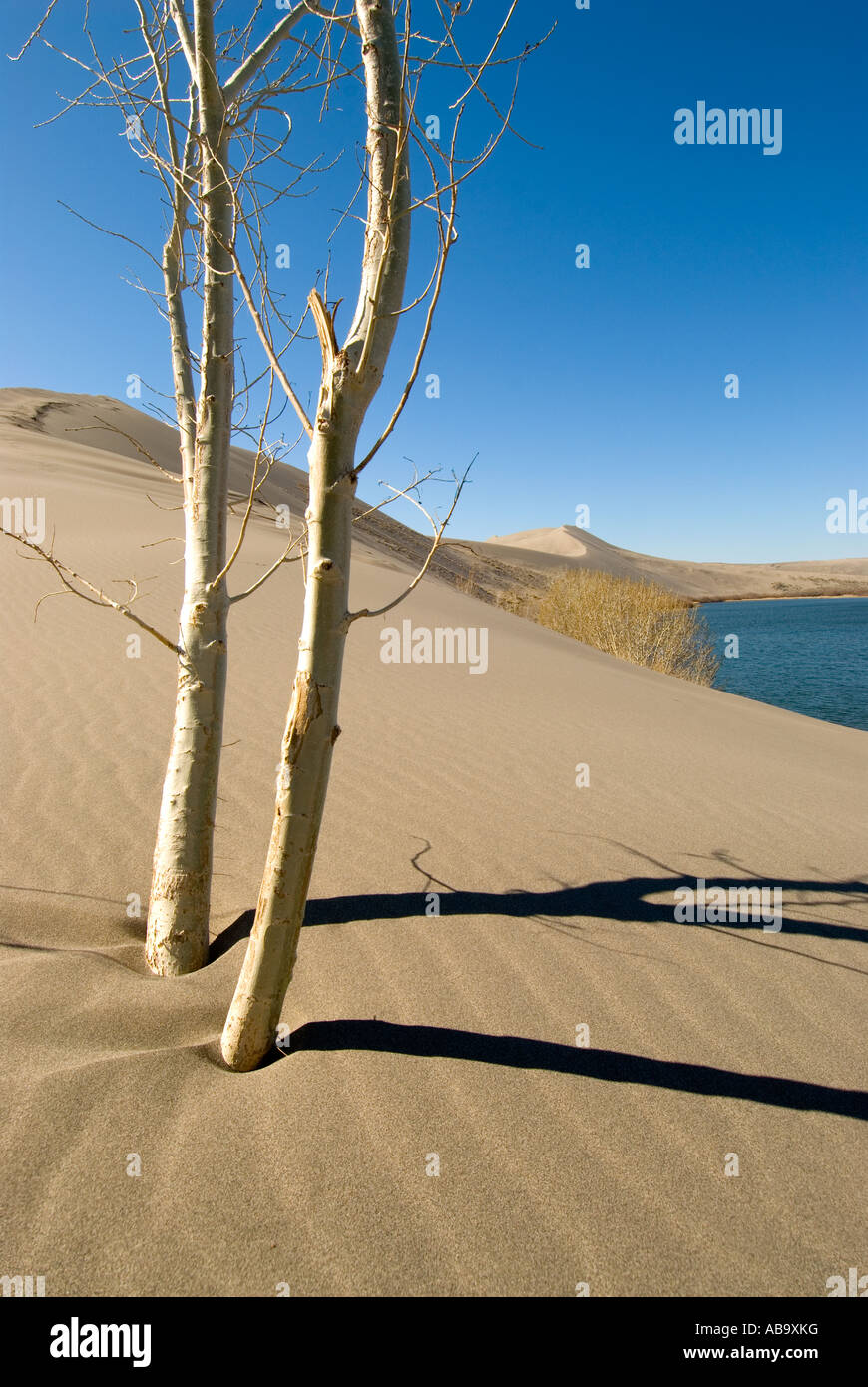 Idaho Bruneau Dunes State Park The sand dunes at Bruneau State Park are the highest in North