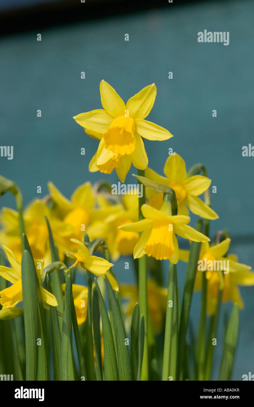 daffodil flower heads in groups of flowering plants Stock Photo Alamy