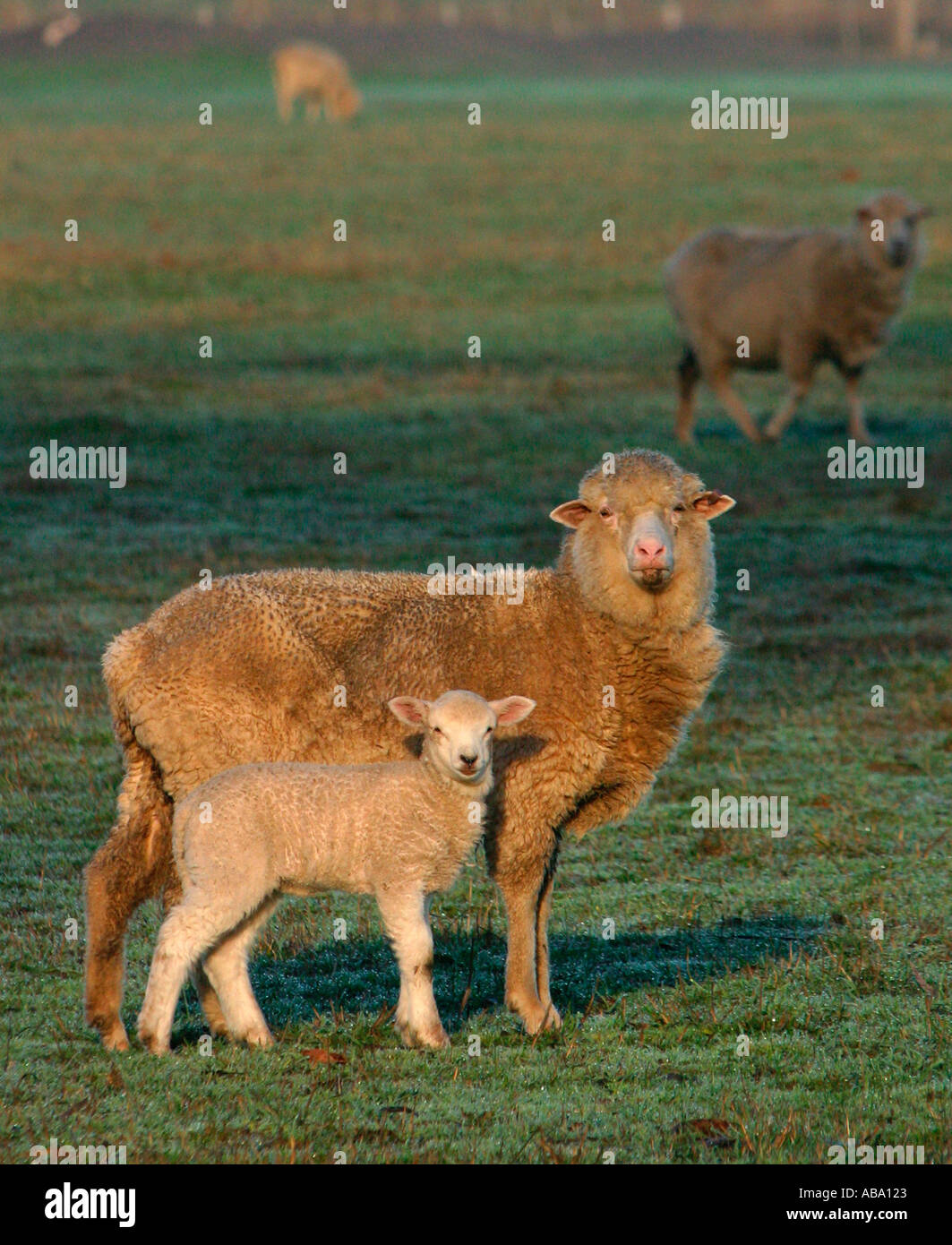 Merino ewe with lamb on a Victorian sheep farm in Australia. Stock Photo