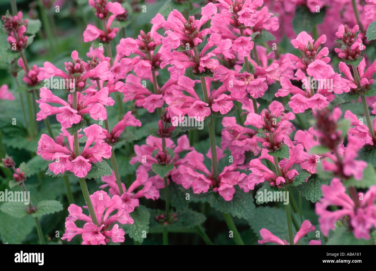 Woundwort Superba Stachys grandiflora Stock Photo