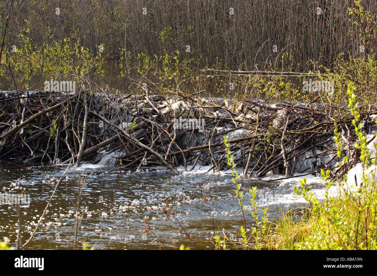 Beaver Dam Stock Photo