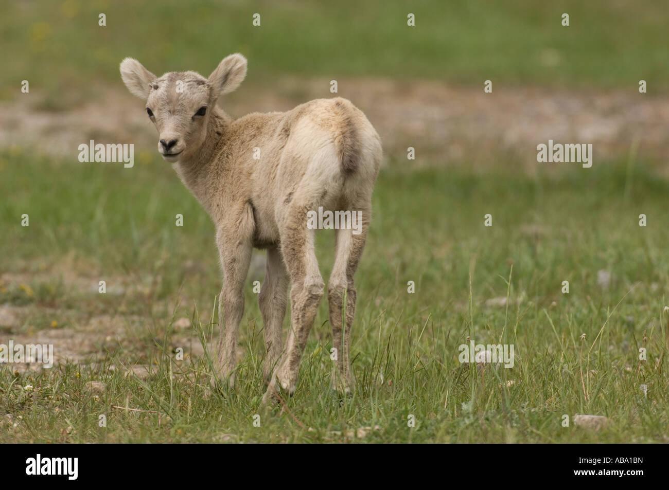 Bighorn Sheep baby Stock Photo