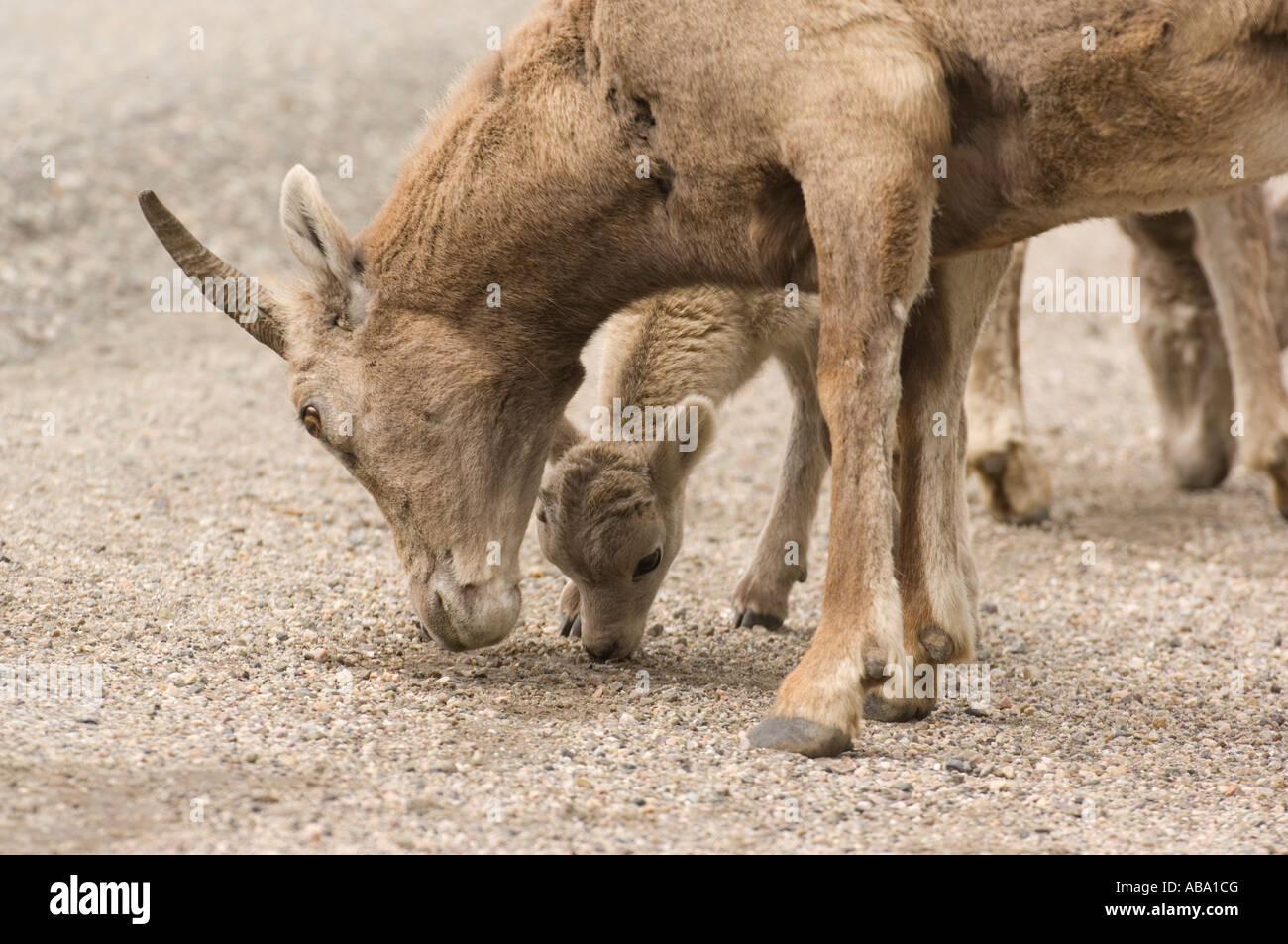 Bighorn Sheep mother and baby Stock Photo